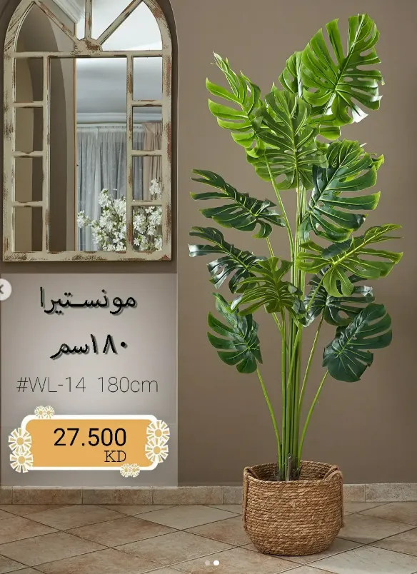 Monstera (small)